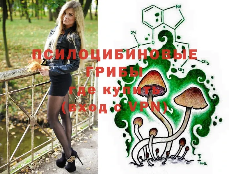 цена   Карабулак  Галлюциногенные грибы Psilocybine cubensis 